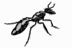 <span>Weekly Tip for June 26:</span> Four Pests You Never Want to See Invading Your Home