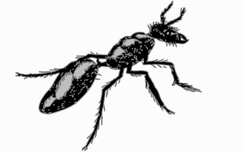 <span>Weekly Tip for June 26:</span> Four Pests You Never Want to See Invading Your Home