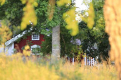 5 Unique Backyard Features to Enjoy as a Family