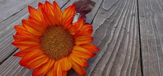 Home DIY Projects With the Greatest Returns