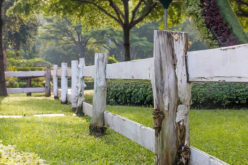 4 Lessons About Lawn Love