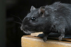 Rats! How to Keep Them Out of Your Home this Summer