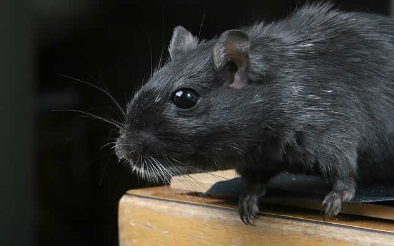 Rats! How to Keep Them Out of Your Home this Summer