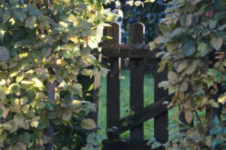 How to Turn Your Yard into an Awe-Inspiring Paradise