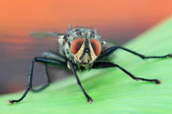 Exterminator: How to Bring Judgment Day Down on the Pests in your Home