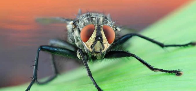 Exterminator: How to Bring Judgment Day Down on the Pests in your Home
