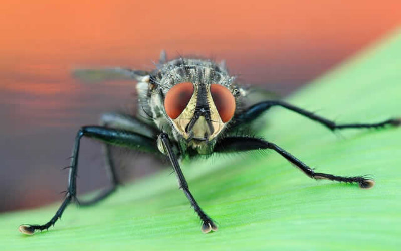 Exterminator: How to Bring Judgment Day Down on the Pests in your Home