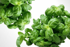 Guide to Growing Herbs Inside Your Condo