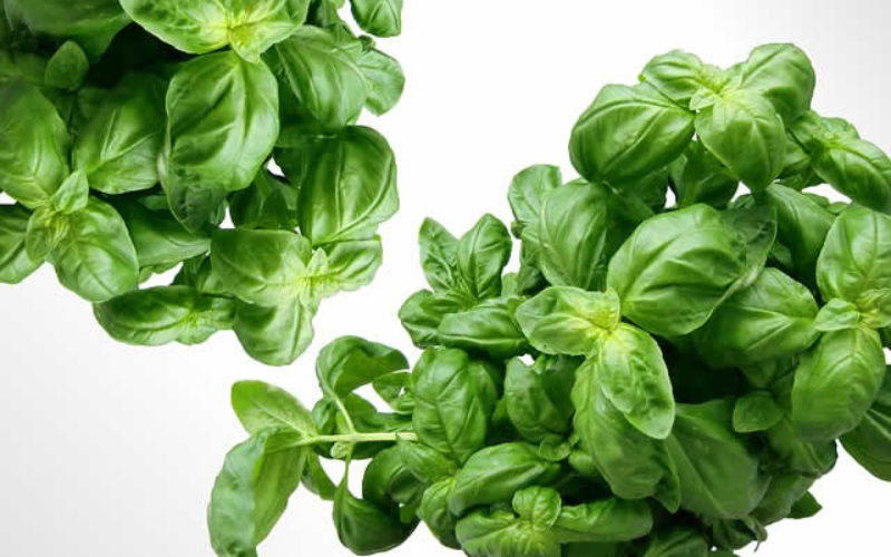 Guide to Growing Herbs Inside Your Condo