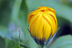 Gardening From the Ground Up: Tips for Landscaping Your Yard