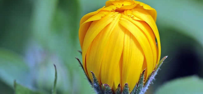 Gardening From the Ground Up: Tips for Landscaping Your Yard