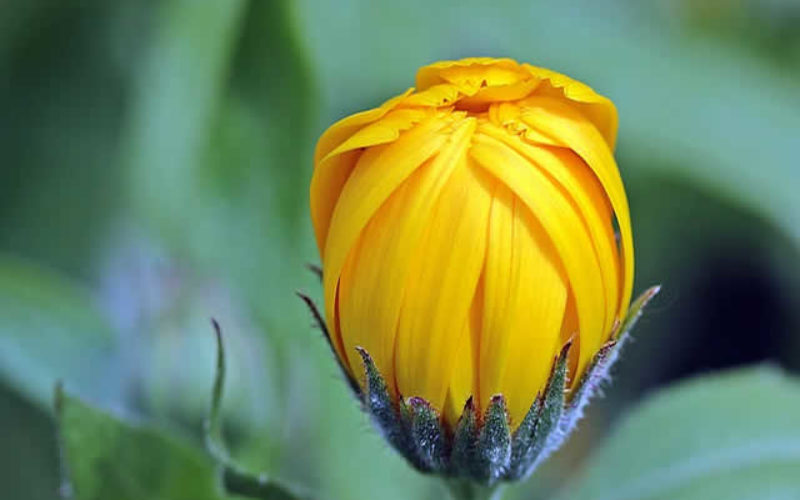 Gardening From the Ground Up: Tips for Landscaping Your Yard