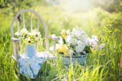 7 Most Suitable Flowers Enlisted to Decorate the Courtyard in Summer