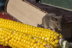 Infestation Detection: Early Warning Signs of Invading Pests
