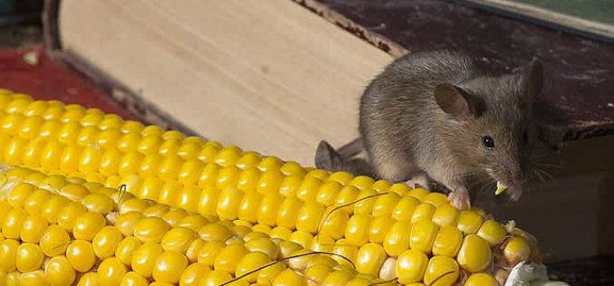 Infestation Detection: Early Warning Signs of Invading Pests