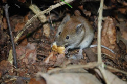 Mouse Hunt: How to Eliminate Rodents From Your Home