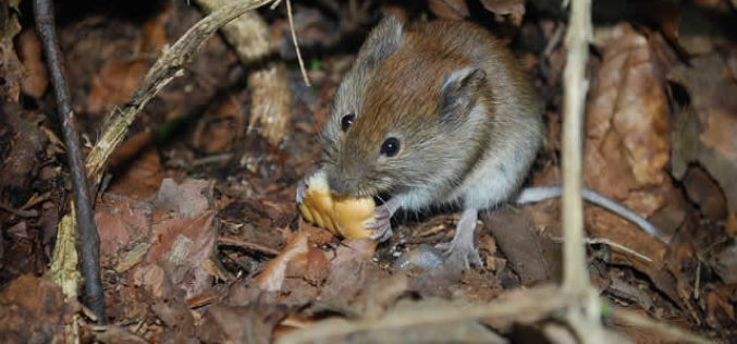 Mouse Hunt: How to Eliminate Rodents From Your Home