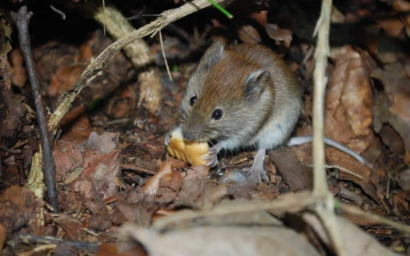 Mouse Hunt: How to Eliminate Rodents From Your Home