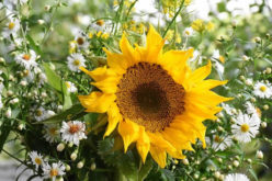 Tips on How to Get Started with Gardening