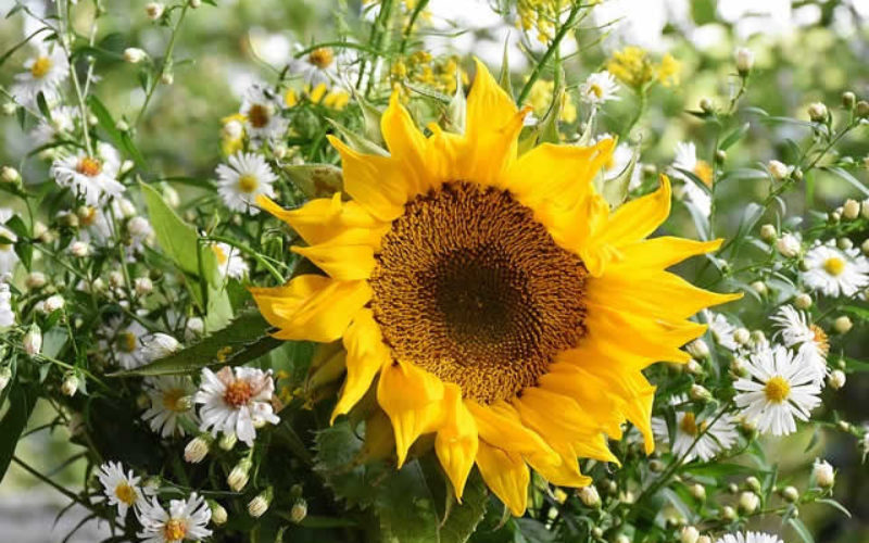 Tips on How to Get Started with Gardening