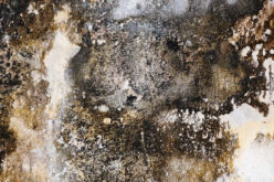 Can You Tackle Mold Renovation on Your Own?