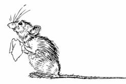 The Complete Guide to Keeping Your Home Rodent Free