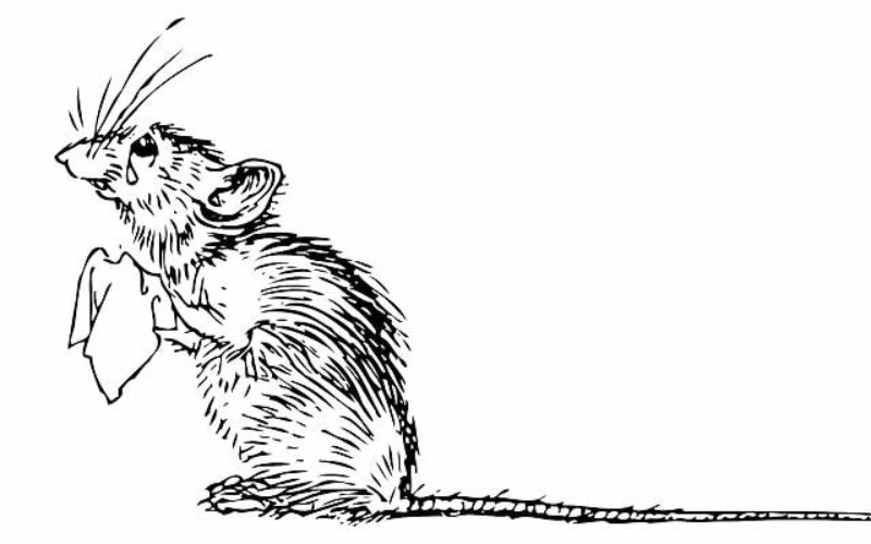 The Complete Guide to Keeping Your Home Rodent Free