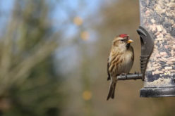 <span>Weekly Tip for Oct 16:</span> Fall Time is Backyard Bird Time