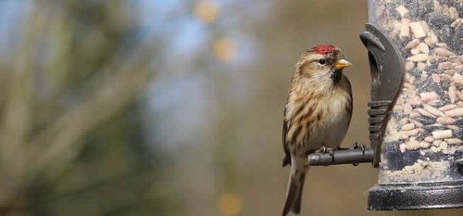 <span>Weekly Tip for Oct 16:</span> Fall Time is Backyard Bird Time