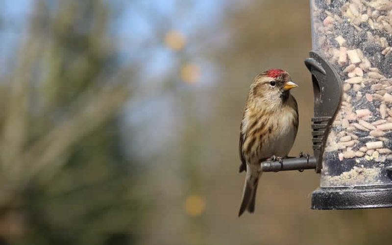 <span>Weekly Tip for Oct 16:</span> Fall Time is Backyard Bird Time