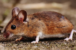 Residential and Commercial Pest Control