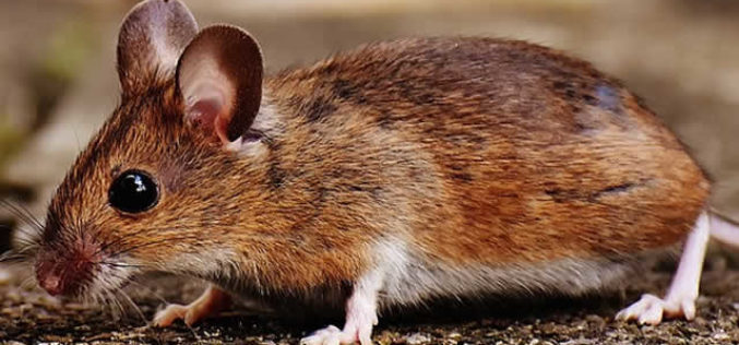 Residential and Commercial Pest Control