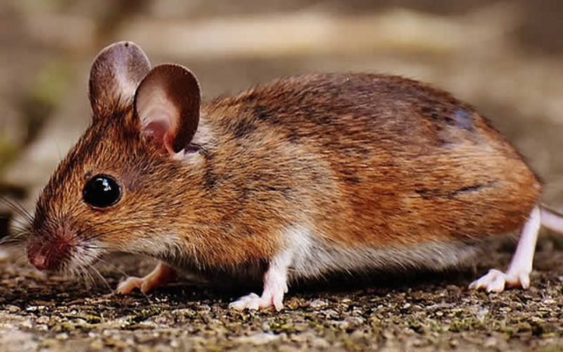 Residential and Commercial Pest Control