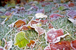 5 Ways to Prepare Your Yard for Winter