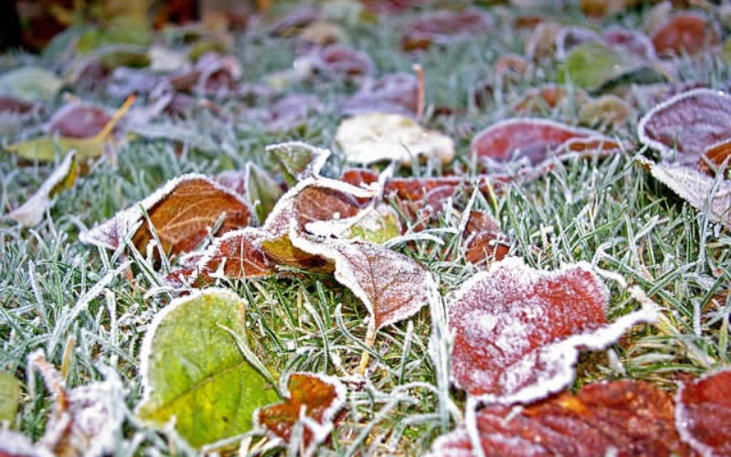 5 Ways to Prepare Your Yard for Winter