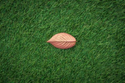 Everything You Need to Know Before Installing Artificial Turf to Your Garden