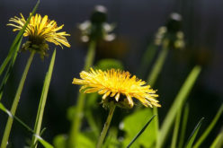 Tips on How to Keep Nature Under Control in Your Garden and Yard
