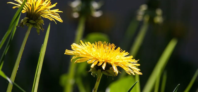 Tips on How to Keep Nature Under Control in Your Garden and Yard