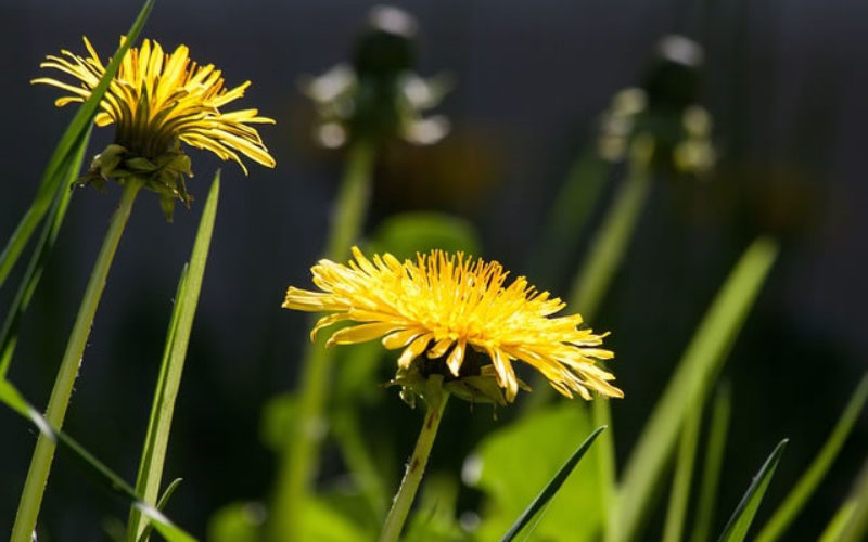 Tips on How to Keep Nature Under Control in Your Garden and Yard