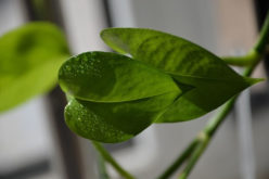 How to Make Indoor Gardens Fear Your Botany Powers