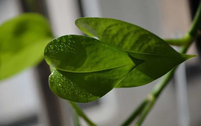 How to Make Indoor Gardens Fear Your Botany Powers