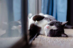 <span>Sunday Morning Tip for Jan 15:</span> What’s New in Home Heating and Cooling