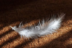 Tips to Procure Cheap Carpets