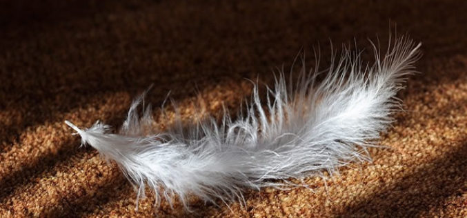 Tips to Procure Cheap Carpets