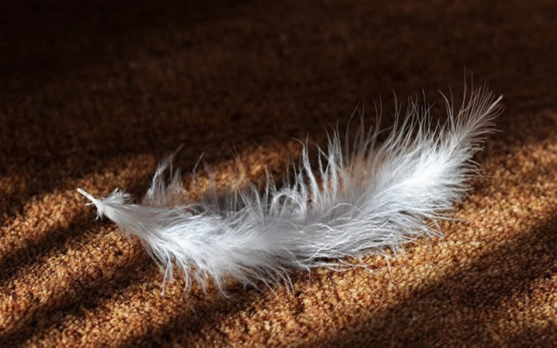 Tips to Procure Cheap Carpets