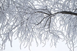 Winter’s Toll: How to Take Care of Your Yard through the Cold Months