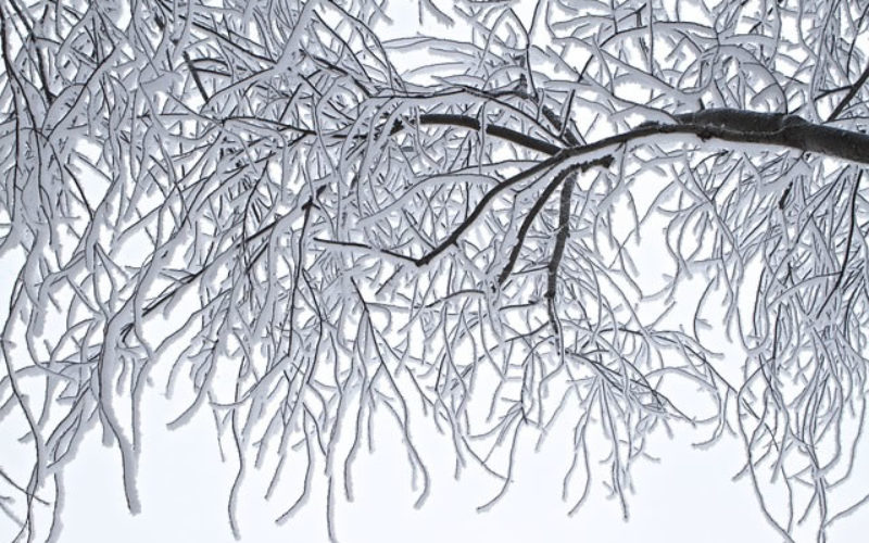 Winter’s Toll: How to Take Care of Your Yard through the Cold Months