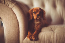 Tips to Choose Best French English Furniture for Your Home