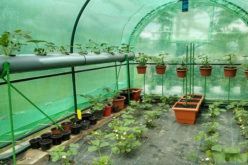 Gardening 101: Landscaping and Vegetable Gardening Don’t Need to Be Mutually Exclusive