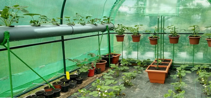 Gardening 101: Landscaping and Vegetable Gardening Don’t Need to Be Mutually Exclusive